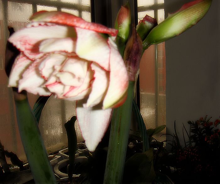 DSC06219.JPG