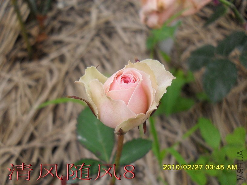 С����԰1 (7).jpg