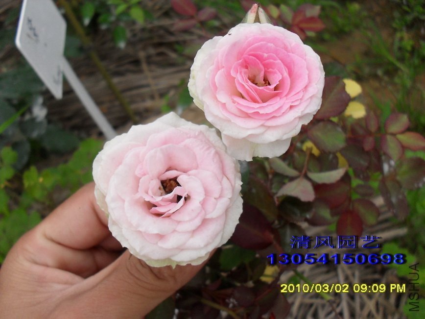 С����԰1 (4).jpg