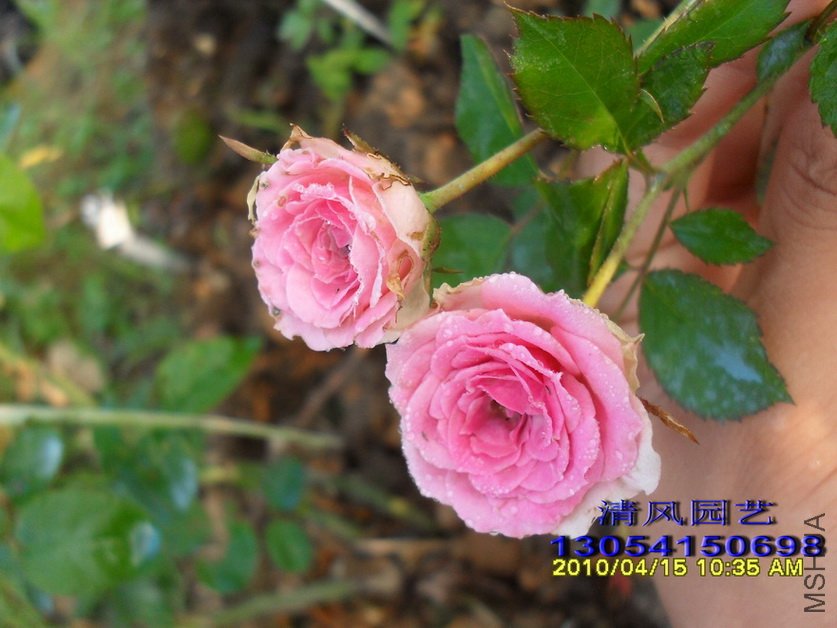 С����԰1 (6).jpg