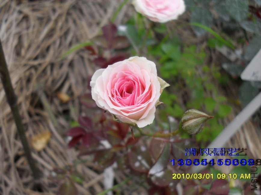 С����԰1 (3).jpg