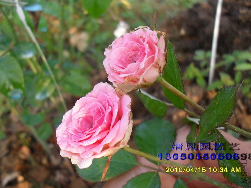 С����԰1 (5).jpg