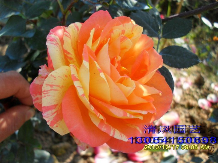 �ȴ���ϼ (1).jpg