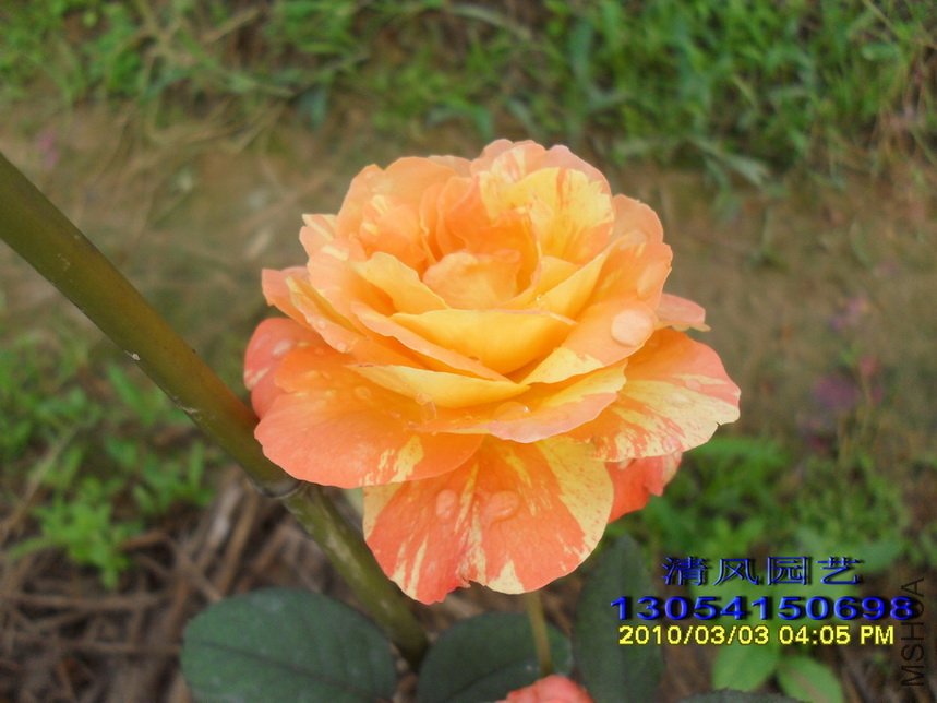 �ȴ���ϼ (3).jpg