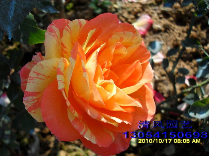 �ȴ���ϼ (4).jpg