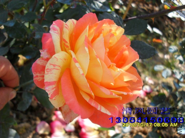 �ȴ���ϼ (5).jpg