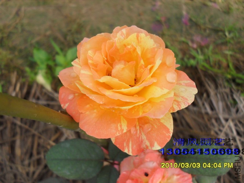 �ȴ���ϼ (2).jpg