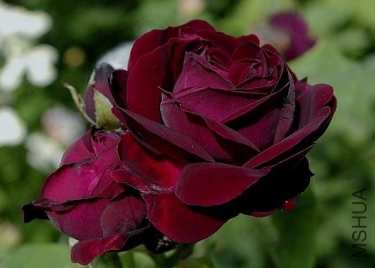 ����Ų�ʿ (3).jpg