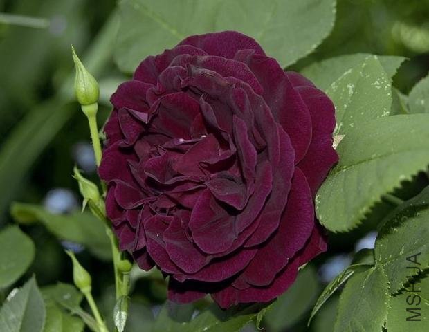 ����Ų�ʿ (5).jpg