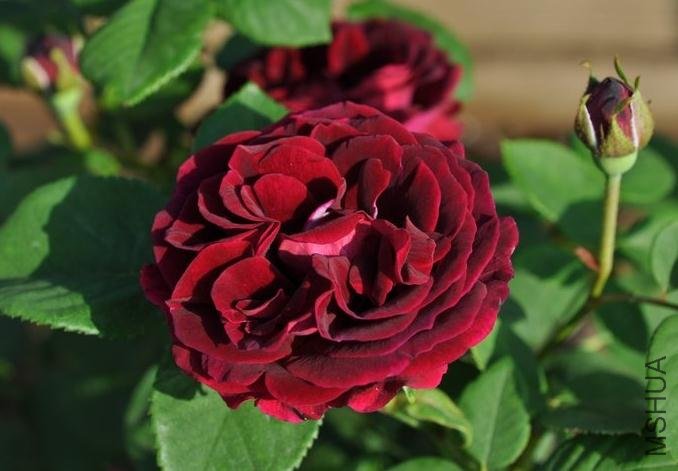 ����Ų�ʿ (2).jpg