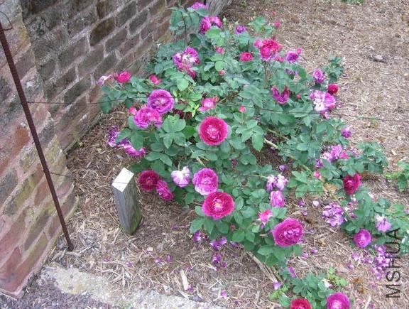 ����Ų�ʿ (1).jpg