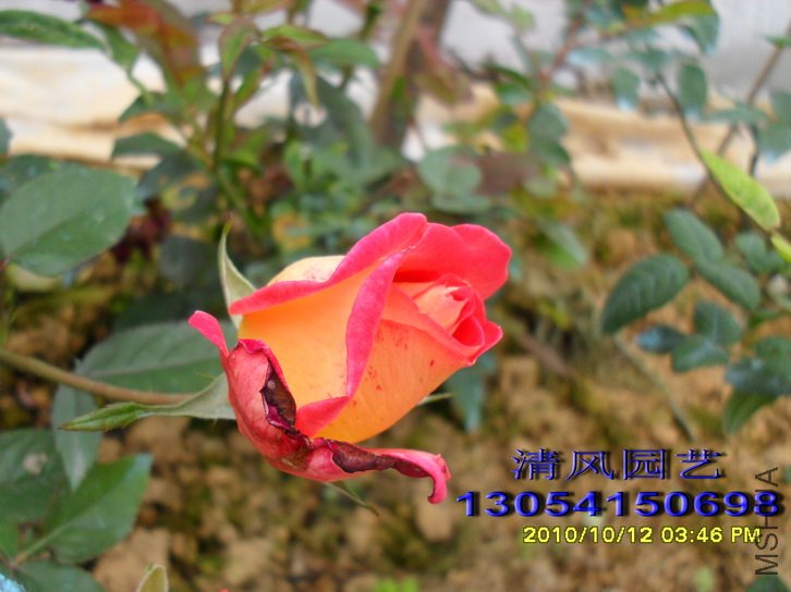 ���� (2).jpg