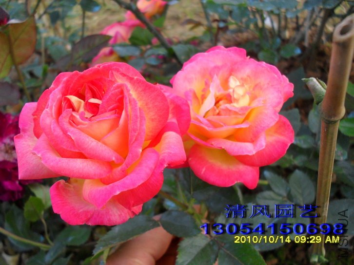 ���� (3).jpg