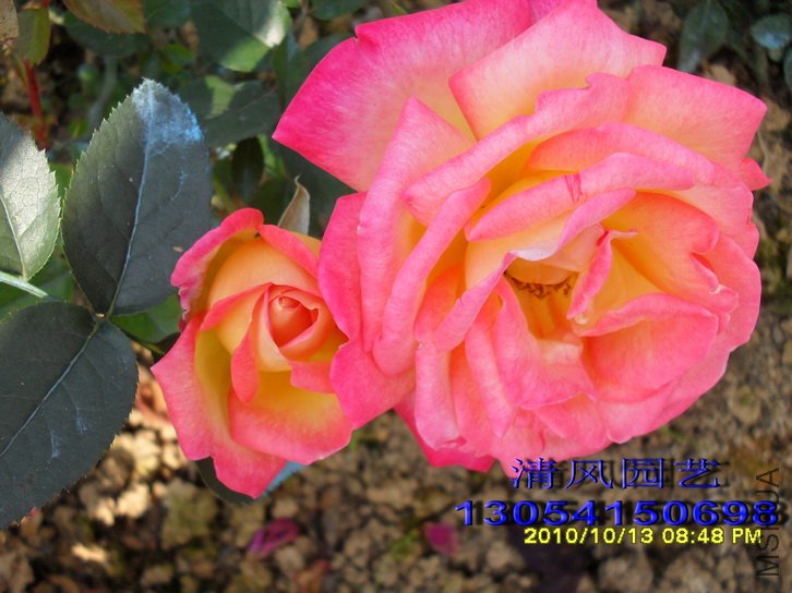 ���� (1).jpg