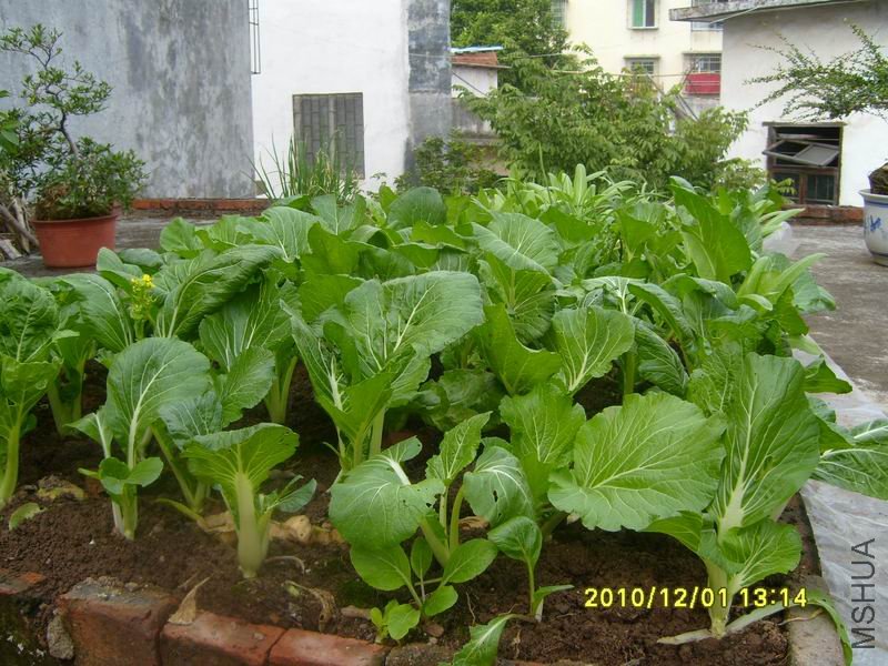 ������С S7002728.JPG