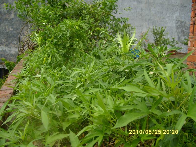 ������С S7002623.JPG