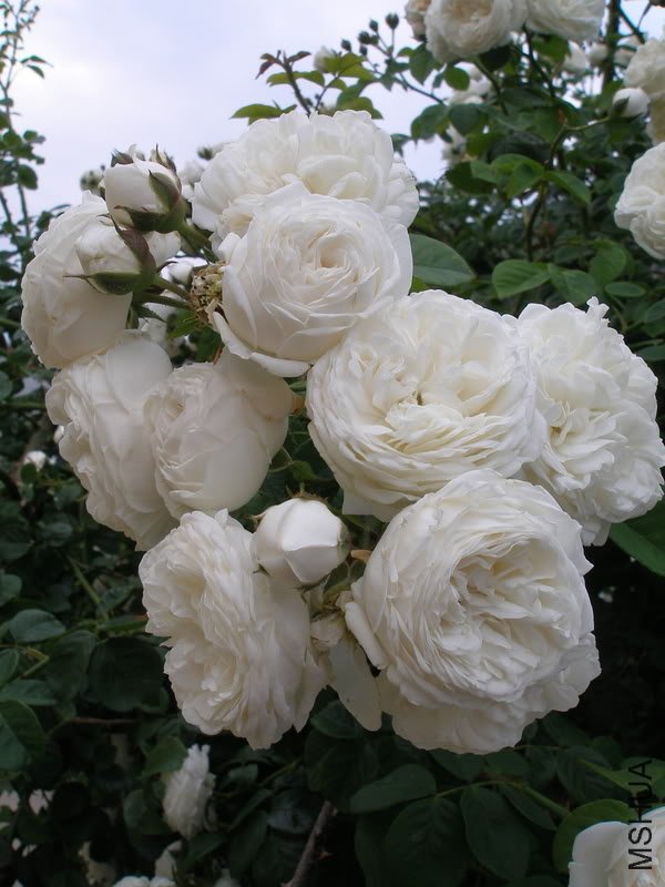 ��Լ��(LONG JOHN SILVER) 3.jpg