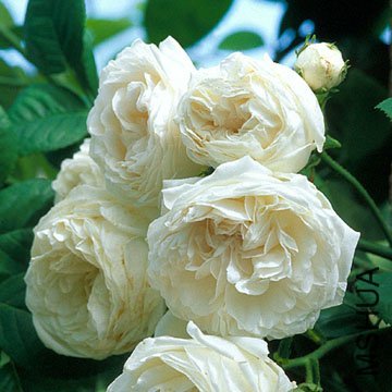 ��Լ��(LONG JOHN SILVER) 2.jpg