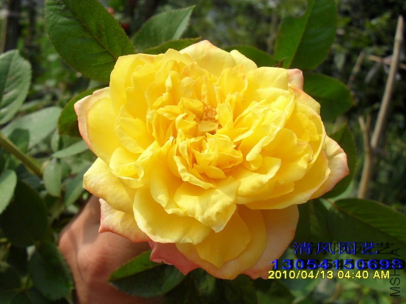 ���� (1).jpg