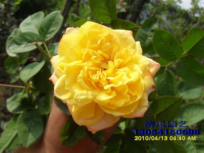 ���� (3).jpg