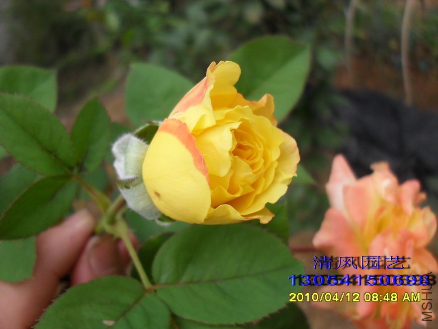 ���� (2).jpg