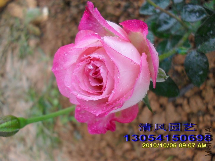 �ճ����� (1).jpg