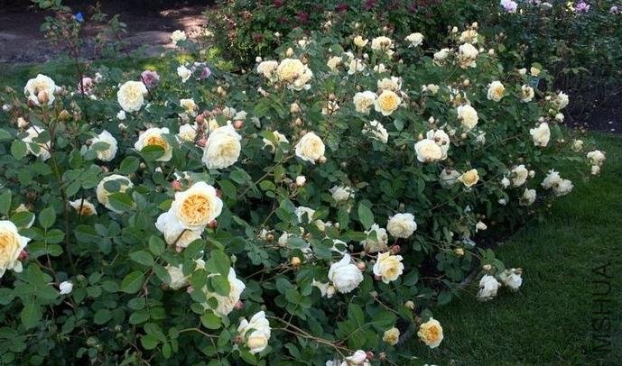 ��Ц��³���� (2).jpg