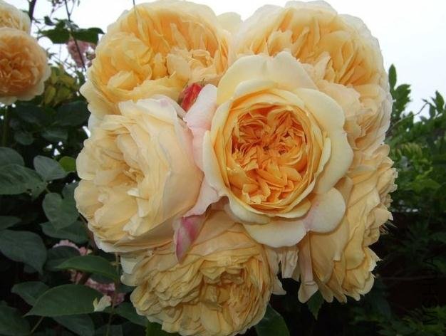 ��Ц��³���� (3).jpg