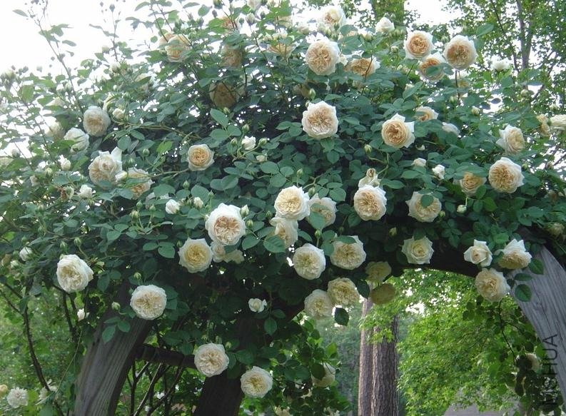 ��Ц��³���� (1).jpg