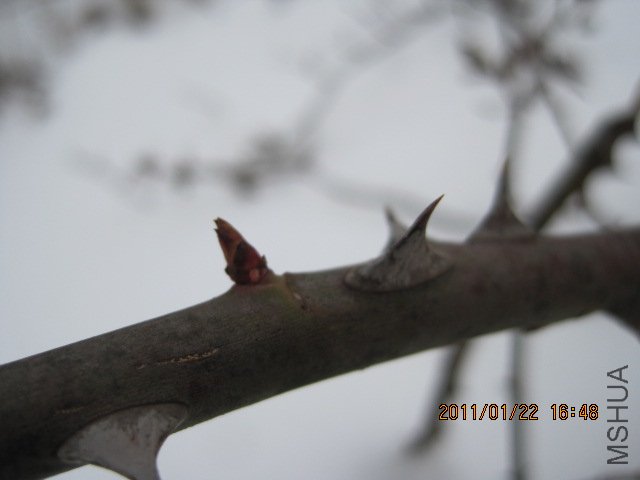 IMG_2259.JPG