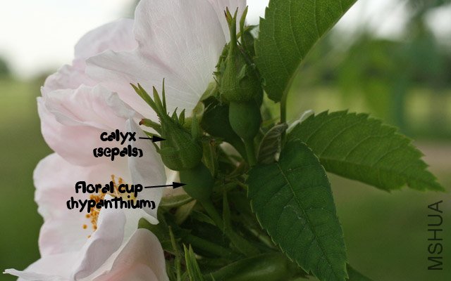 ROSACANI-very-sepals--2Jun0.jpg
