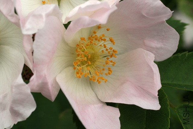 ROSACANI-blossom-3Jun08-OSU.jpg