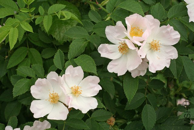 ROSACANI-plant-3Jun08-OSU-W.jpg