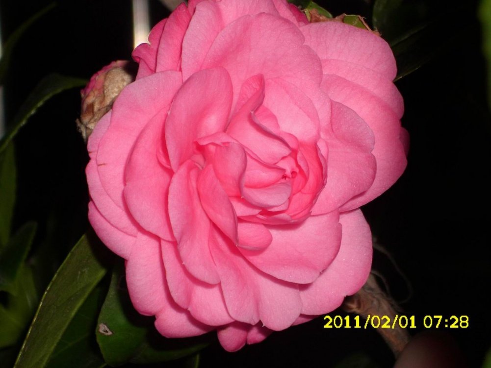 ������С ����ɰ.JPG