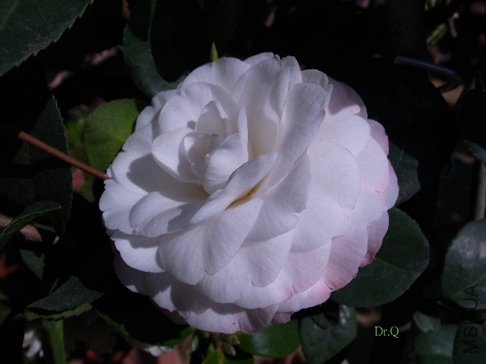5-Ħ-1.JPG