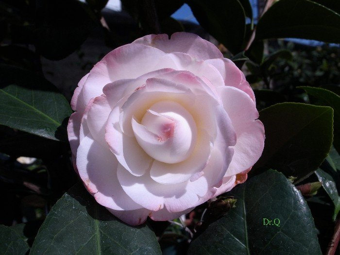 5-Ħ.JPG