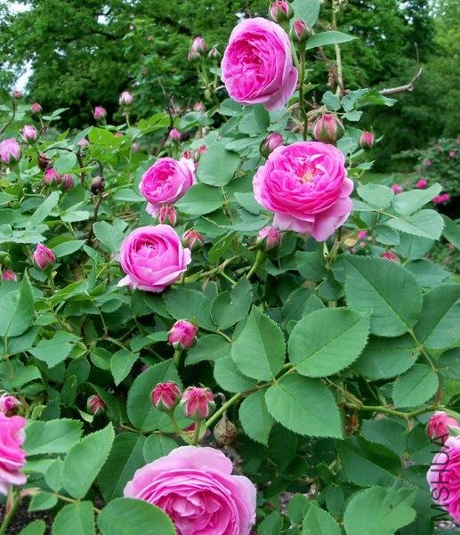 ·��˹ŷ���� (2).jpg