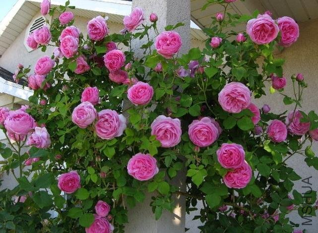 ·��˹ŷ���� (1).jpg