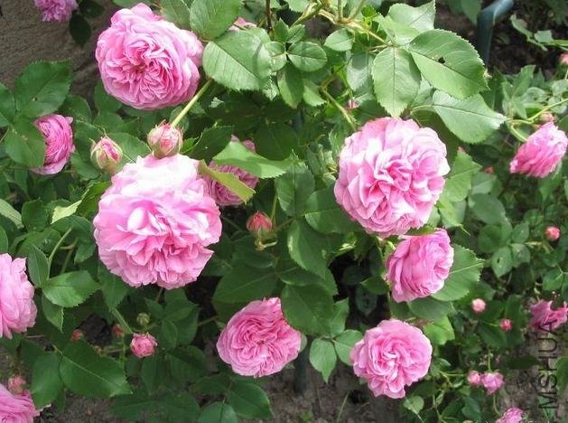 ·��˹ŷ���� (3).jpg