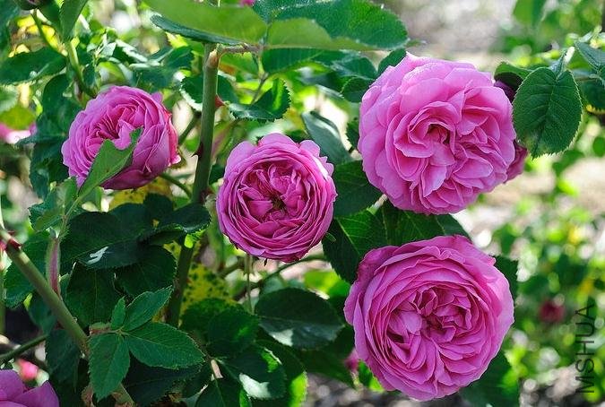 ·��˹ŷ���� (4).jpg