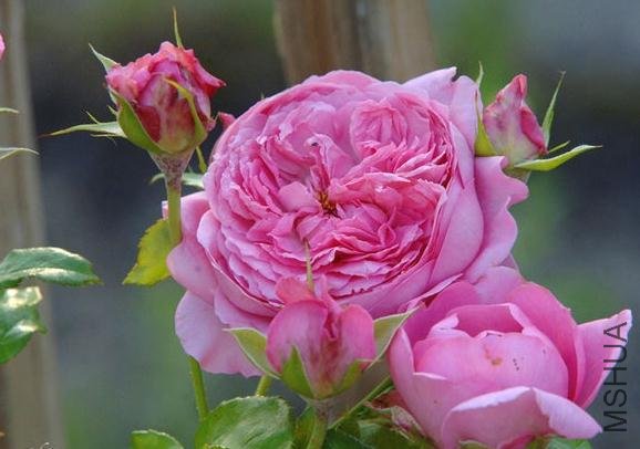 ���� (1).jpg