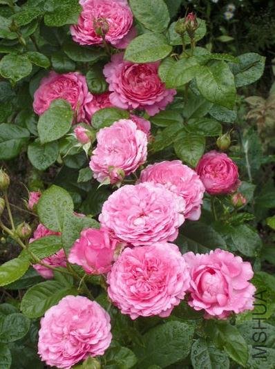 ���� (2).jpg