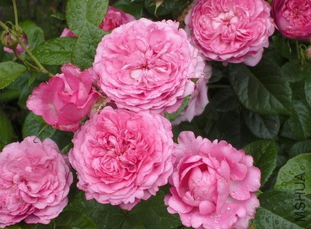 ���� (3).jpg