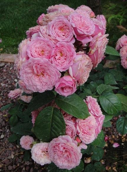 �������˹ (2).jpg