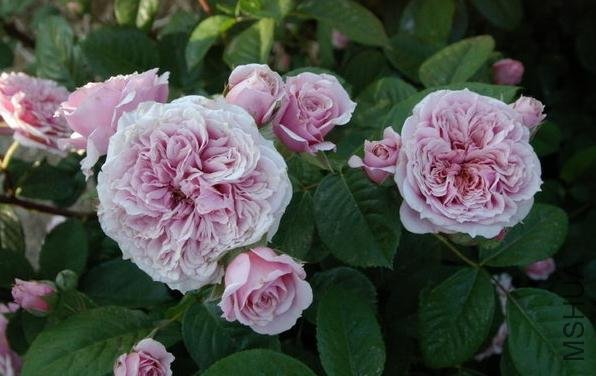 �������˹ (1).jpg