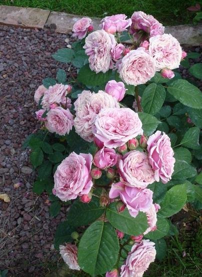 �������˹ (3).jpg