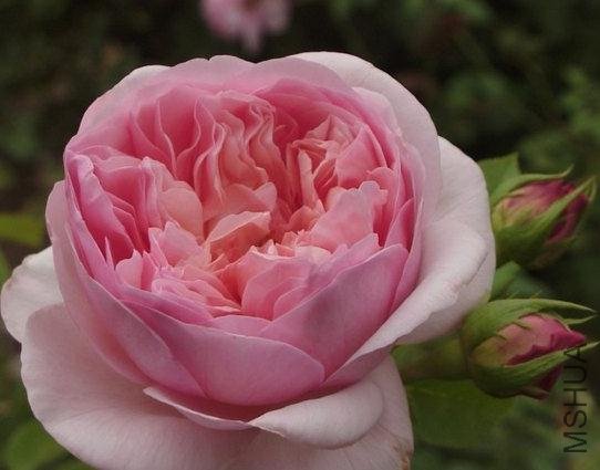 ����������� (5).jpg