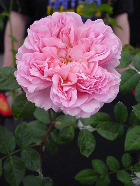 ����������� (1).jpg