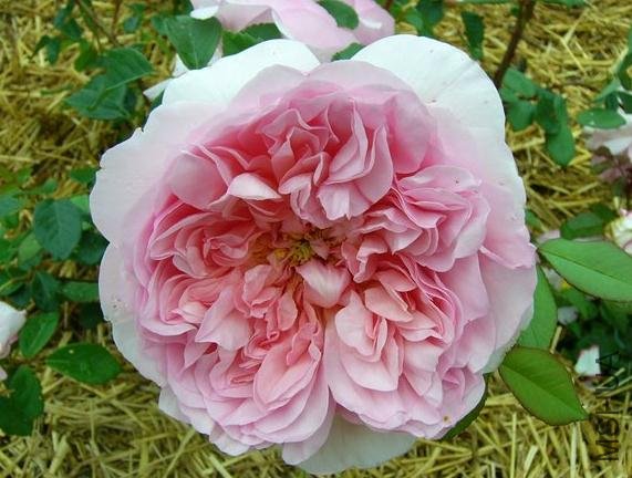 ����������� (2).jpg