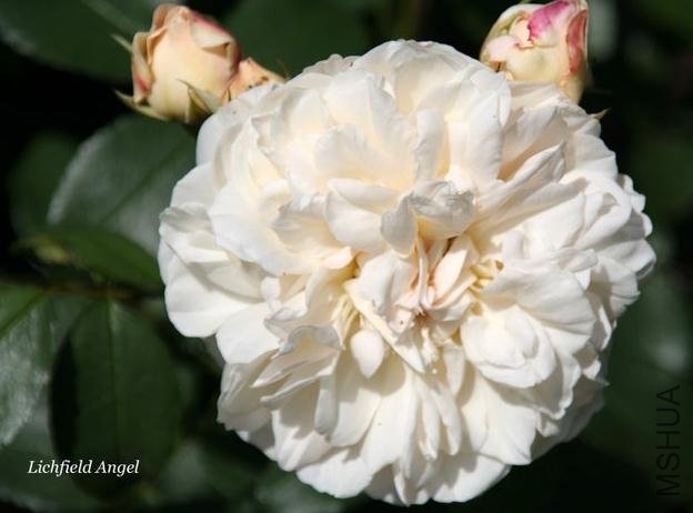 ����ƶ�����ʹ (5).jpg